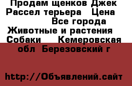 Продам щенков Джек Рассел терьера › Цена ­ 25 000 - Все города Животные и растения » Собаки   . Кемеровская обл.,Березовский г.